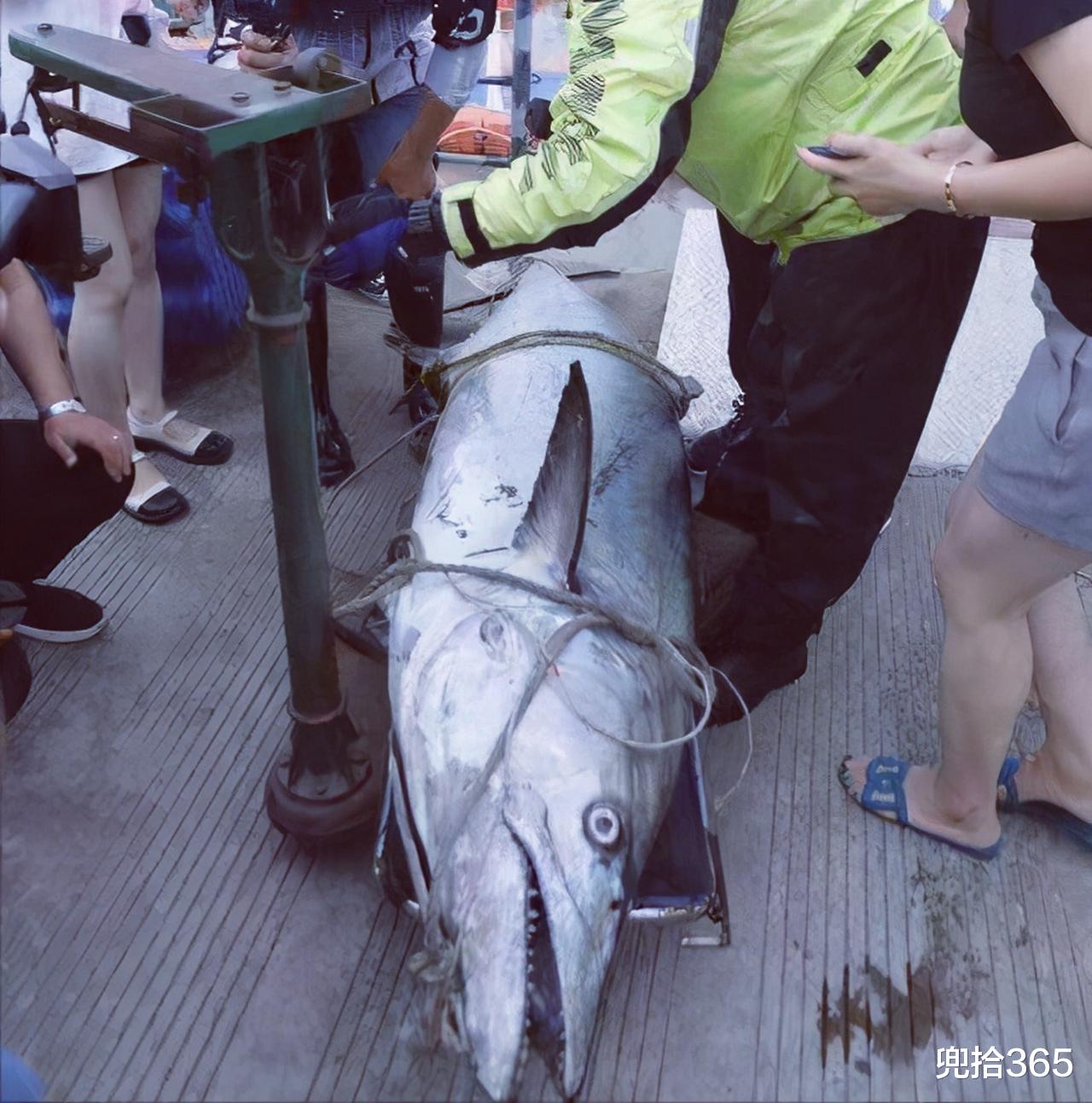 |父子俩驾快艇出海钓鱼，收获210斤重的“巨无霸”！卖了多少钱？