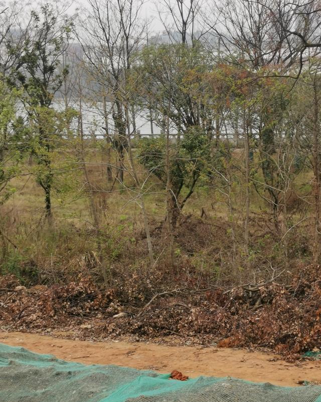 绿柳但歌 永州又将添一条大道，风光带很宽，将是市民休闲娱乐的好地方