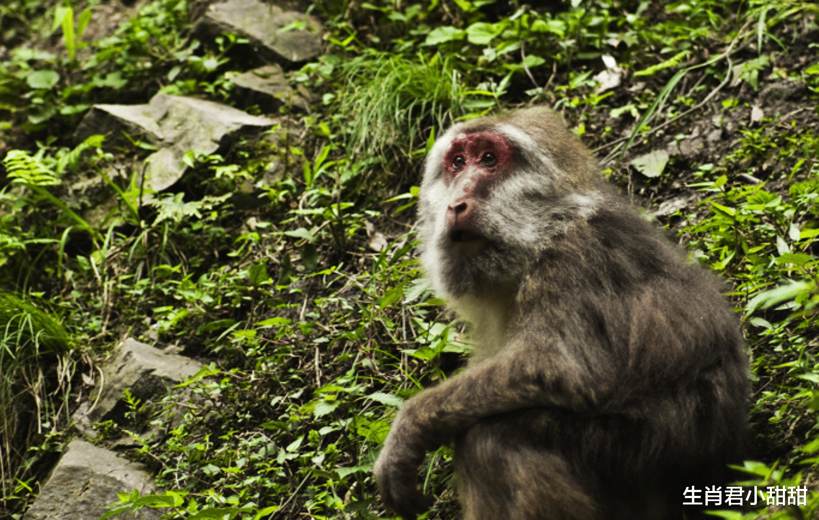 |工作中避免差错，尽善尽美保质保量完成工作，属猴人能力得到赏识