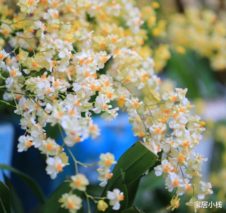 气味馥郁，花如繁星，家居盆栽新宠——文心兰，值得今冬入手