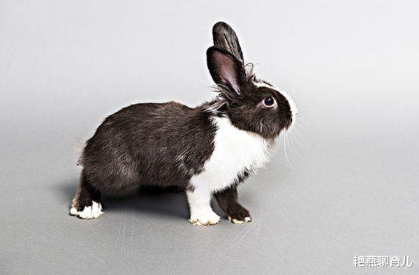 艳燕聊育儿|8月生肖兔，财运事业运稳中有升，切不可急！