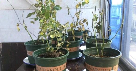 向阳园艺 教你一招养好月季花，秋冬季节，把叶子给揪下来，冬天安全过冬