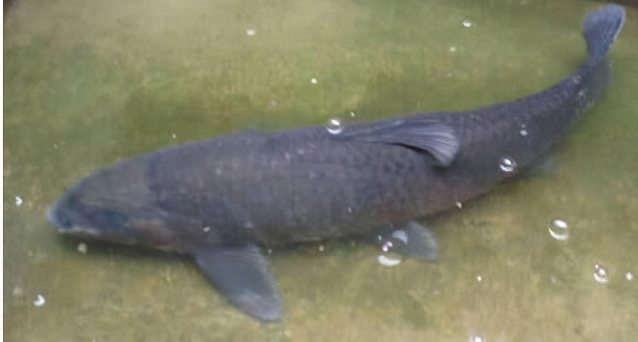 黄骨鱼|手竿台钓法搏大青指南, 玩大鱼才过瘾
