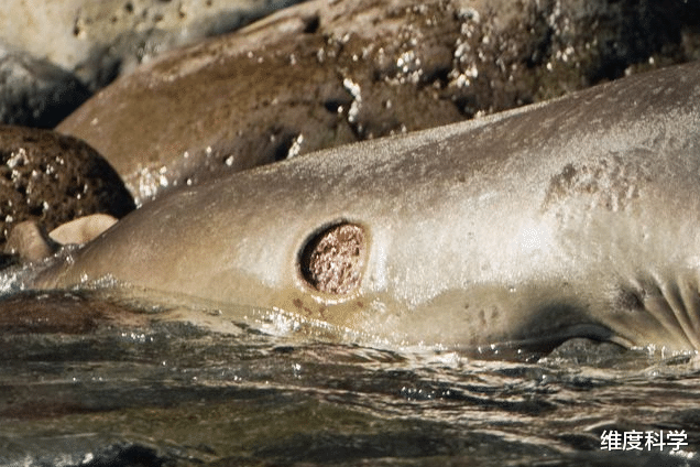 鲨鱼 “战斗力爆表”！这种鲨鱼体型不大，却成为了海洋生物的噩梦