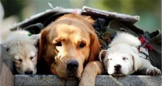 芷兰小时光|弃养给狗子带来的后果是你想象不到的,看了此文会令你终生不安