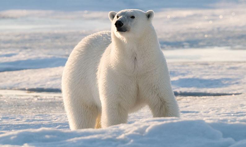 北极熊 一代霸主，在北极的北极熊