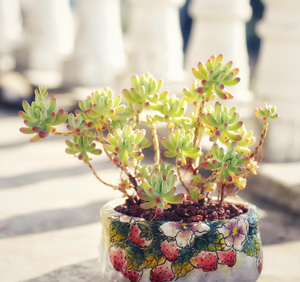 植萌|养乙女心，5点做好，不但容易爆盆，还很容易培育成老桩状态