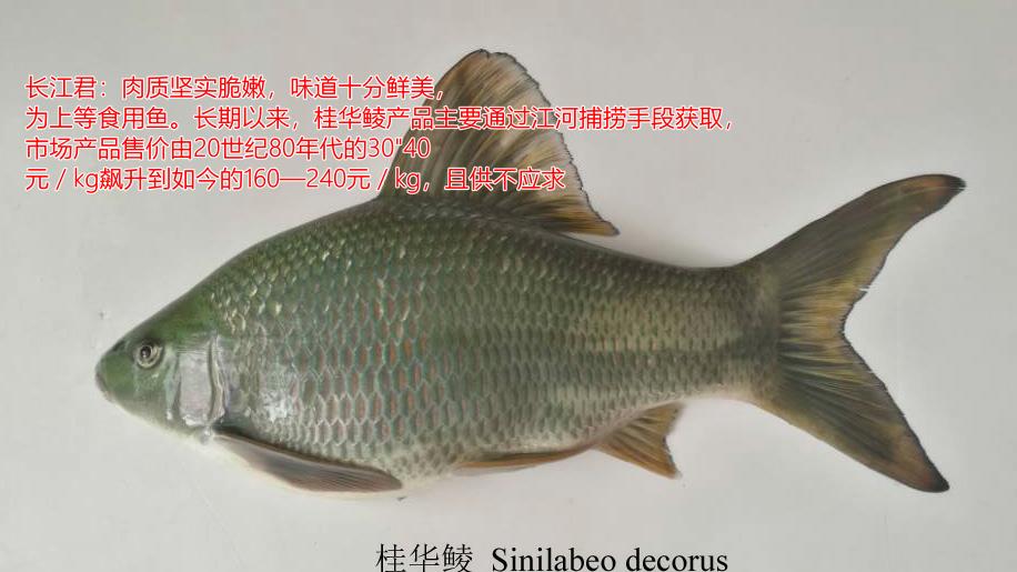 上海河道出现罕见青龙鲤,男子钓起后放生,网友:你刚失去1000块