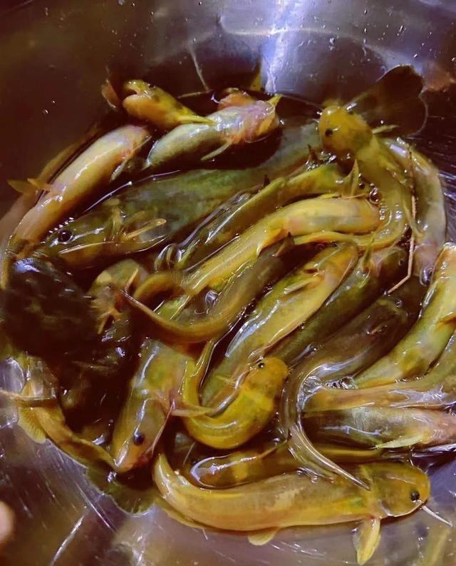 宓孤林|比起几十斤的大青鱼、大鲢鱼，这些溪流精灵才是千岛湖人的最爱