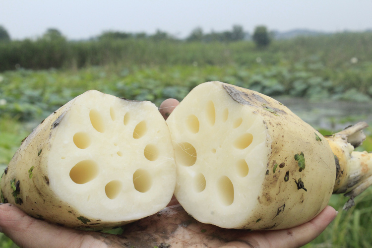 莲藕|立秋撞中伏，吃5素！拔除陈年湿气