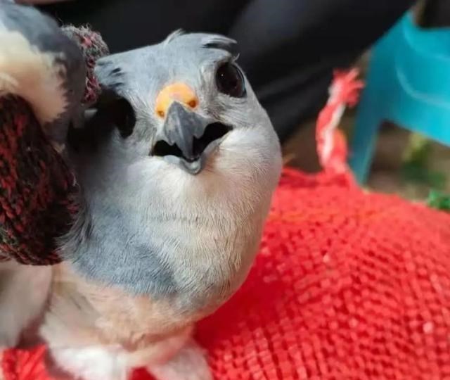 90后宝妈经验 重庆万州农田里发现神秘飞鸟,全身灰白见人也不飞,有人认识吗?