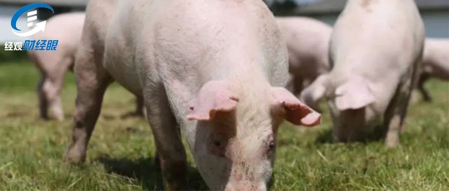 猪肉 猪肉价格腰斩，21家机构调研，拐点来了？