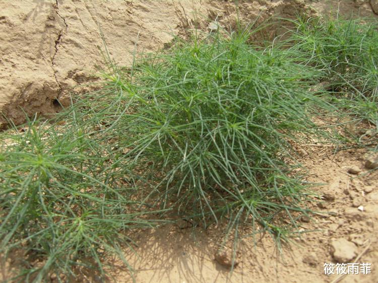 筱筱雨菲|外来物种的入侵真的很厉害？令美国人头疼不已的风滚草，在我国是何现状？