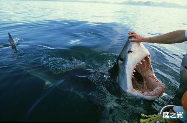 鲨鱼 史前巨鳄与巨型鲨鱼碰面，两大猛兽的厮杀，谁会更胜一筹？
