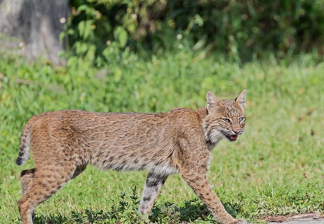 北美特有的动物，是大猫杀手，能够捕食豪猪、袭杀猞猁