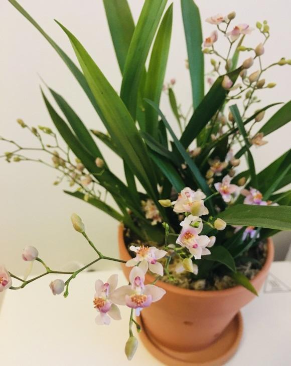 年底了，3种年宵花不要买，都是油漆染色的，不如一棵长寿花