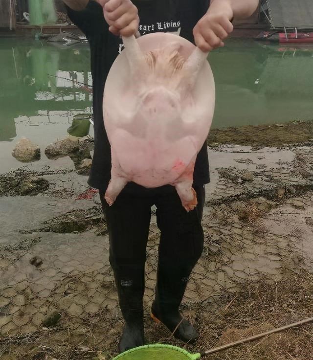 麻小薯世界 咸阳一钓鱼人钓起“渭河老鳖”，重14斤，众人劝其放生