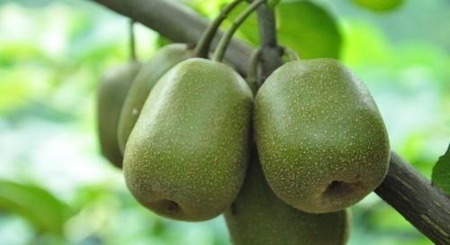 浩浩乐城 泰顺五大名优特产，除了“官洋黑豚”你还知道哪些？