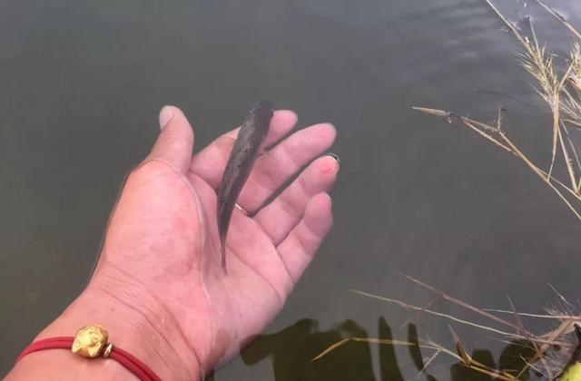 钓鱼|钓鱼会损阴德、减寿命？某些人妖言惑众，素质碎了一地！