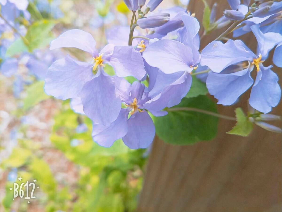 植物知识大问答!你对植物够了解吗?来测测看吧!