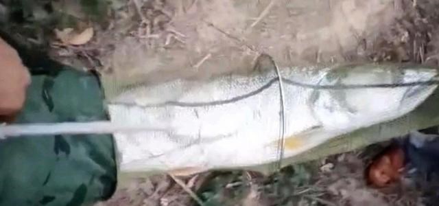 1.4米长70斤重，广东一男子野钓实现大鱼梦！网友：还穿上丝袜了