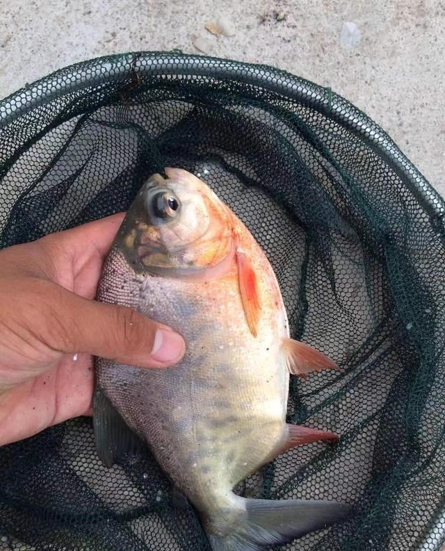 湖南|湖南钓鱼人野河钓起许“小扁鱼”，看起来像武昌鱼，网友：食人鲳