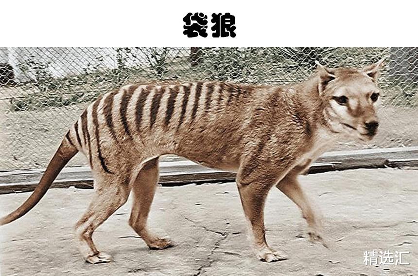 现代科学家打算运用技术复活的5大灭绝动物