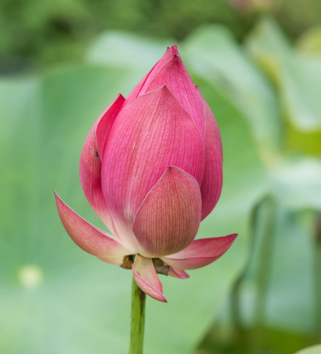 星临天下|9月下旬，贵人指点，4属相事业辉煌，生活越过越顺心
