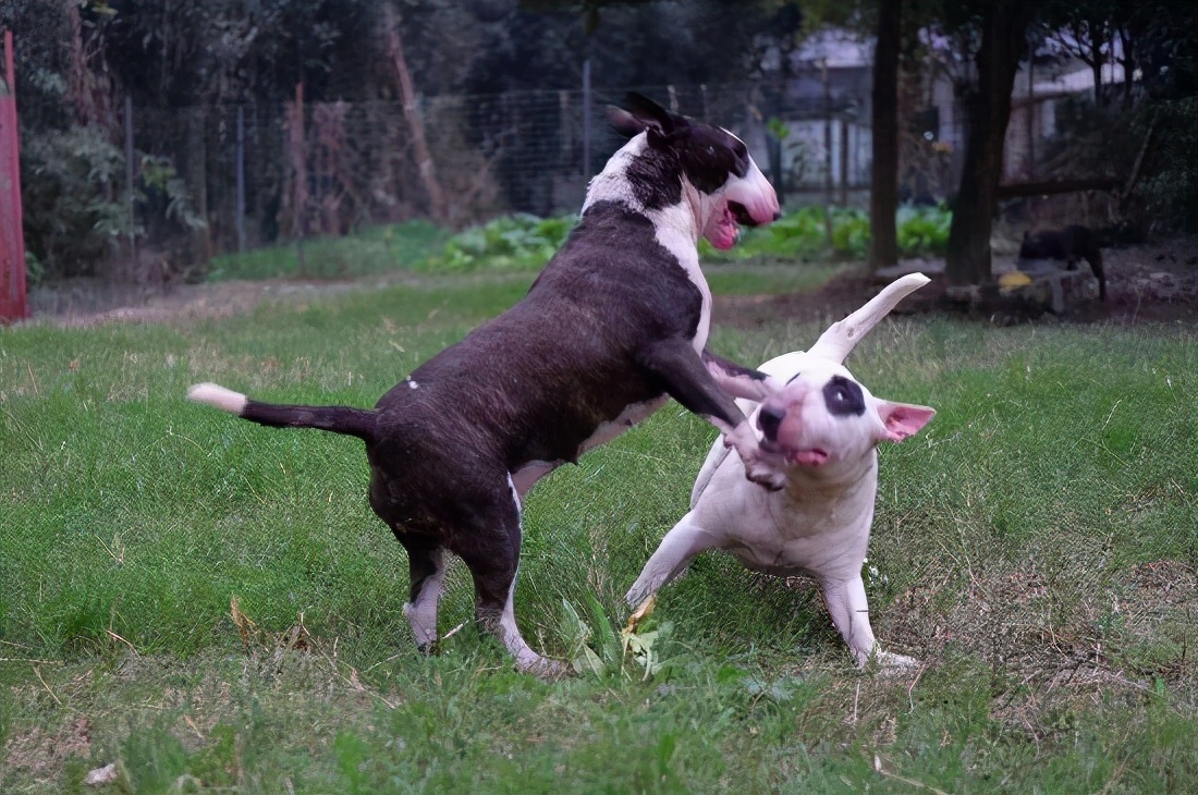 神鸟知讯资讯站 男子酒后挑逗笼中恶犬，遭当街撕咬无力还手，狗主人该负责吗？