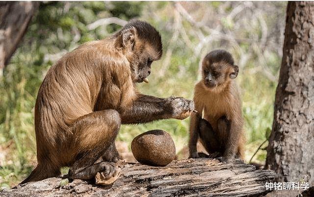  游客打架“带坏”动物，当晚纷纷模仿！动物学习能力究竟有多强？