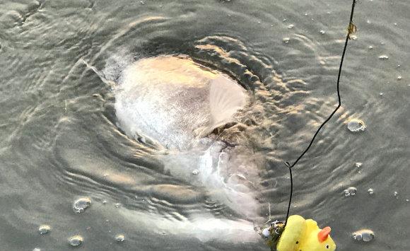 浙江省|浙江钓鱼人北支江钓起罕见“老鳜鱼”，钓鱼人：本来只是来散心的