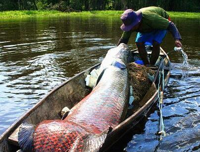 警察|一条大鱼引发的命案