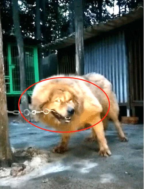 舜网 藏獒每天用牙咬铁链子,都以为它是在磨牙,实际上的原因令人害怕