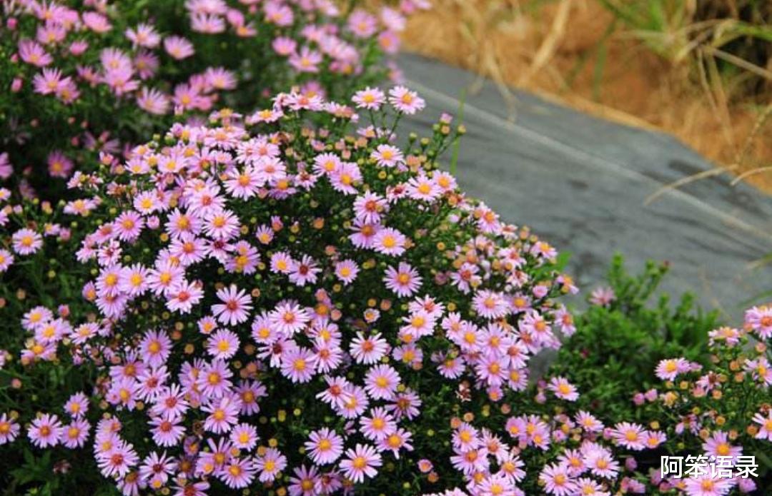 阿笨语录|3种“漂亮花”，9月种植正合适，撒几颗种子，开花持续一整年！