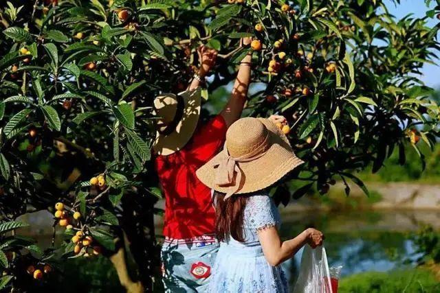 四川卫视 枇杷黄了！成都及周边采摘地图，收藏