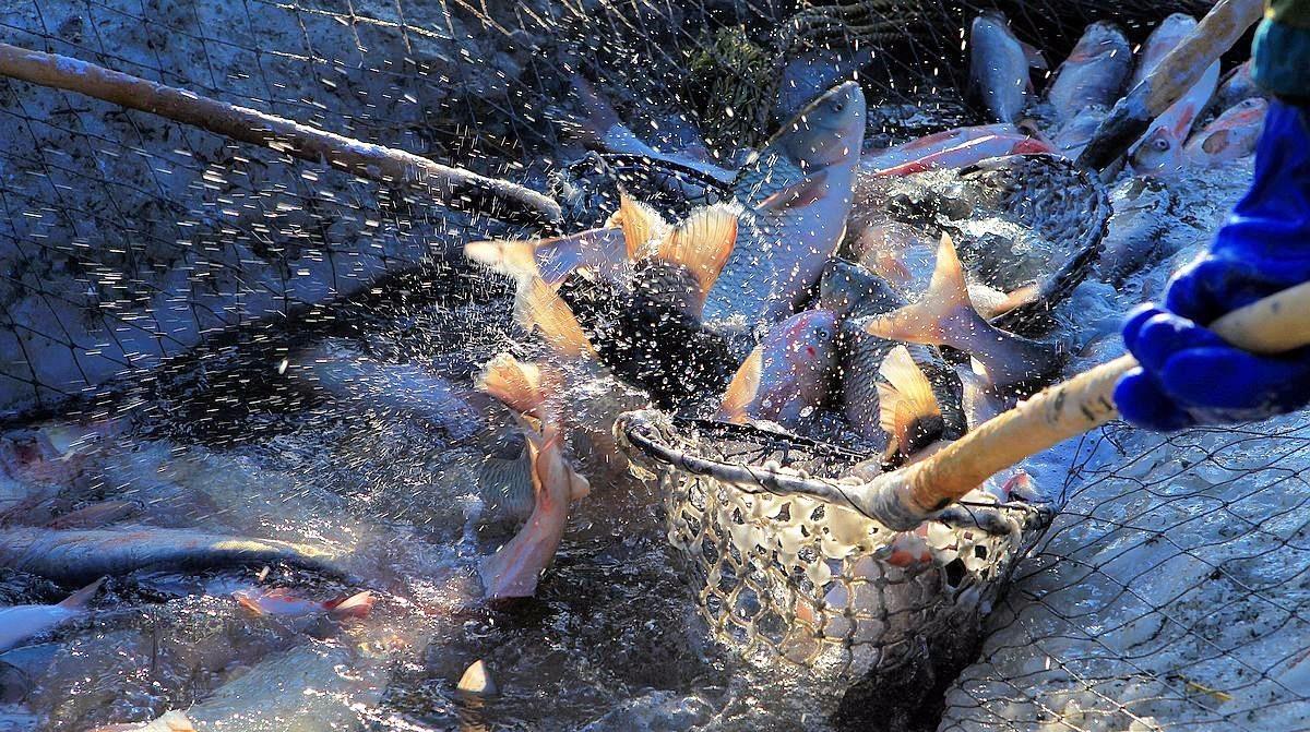 南极 南极水下储存的“粮食”数量惊人！人类：这回不用担心会被吃光了