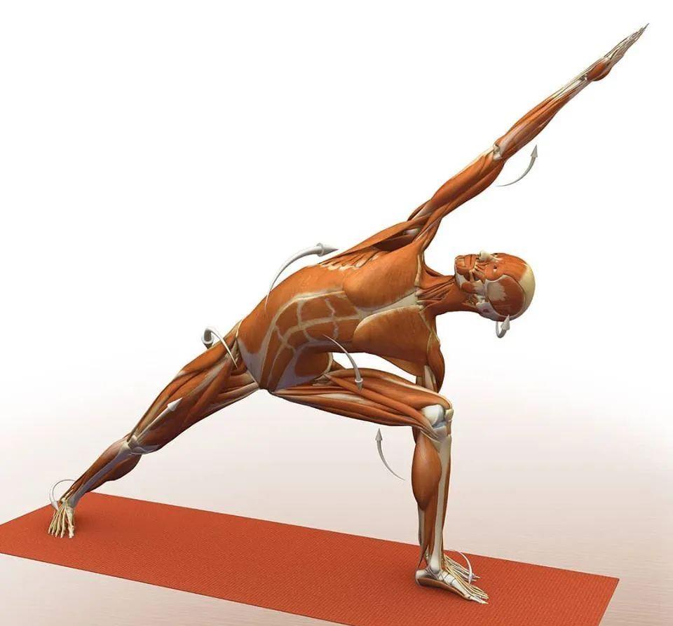 运动|练瑜伽，这些解剖常识你要知道（附28个常见体式解剖图）