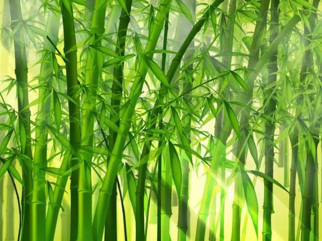 购房置业|富贵竹究竟摆放在什么方位好呢