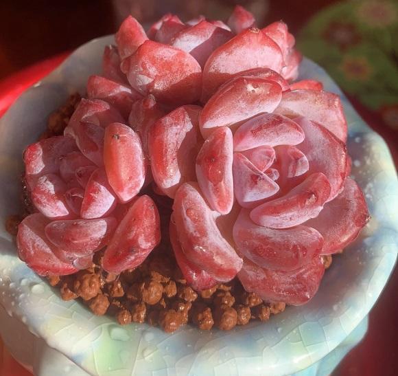 说说家装那点事儿|多肉“控养”？什么是控养，又该怎么去操作呢？2步教会你！