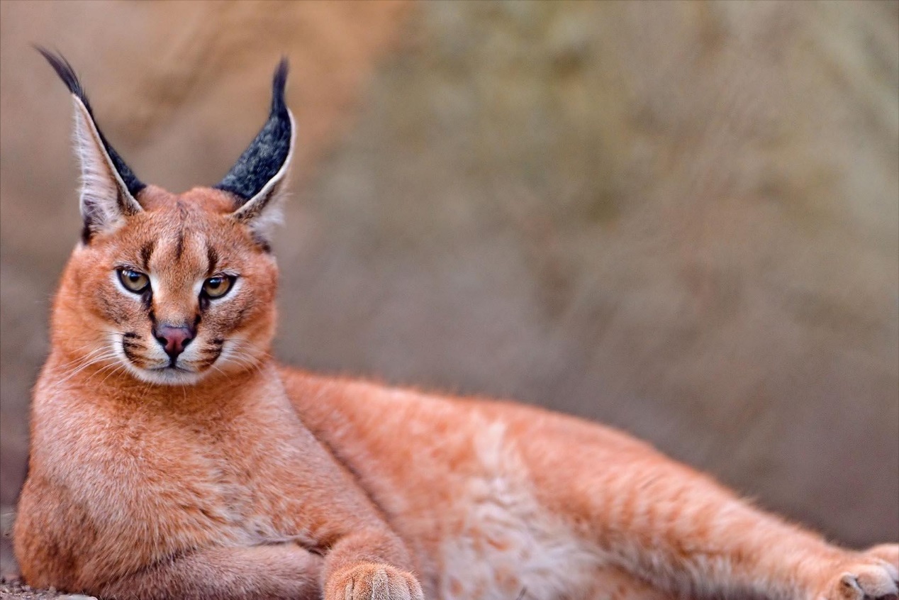 地球上最凶狠的6种野猫,狞猫能够一跃4米,猞猁竟敢单挑狼群?