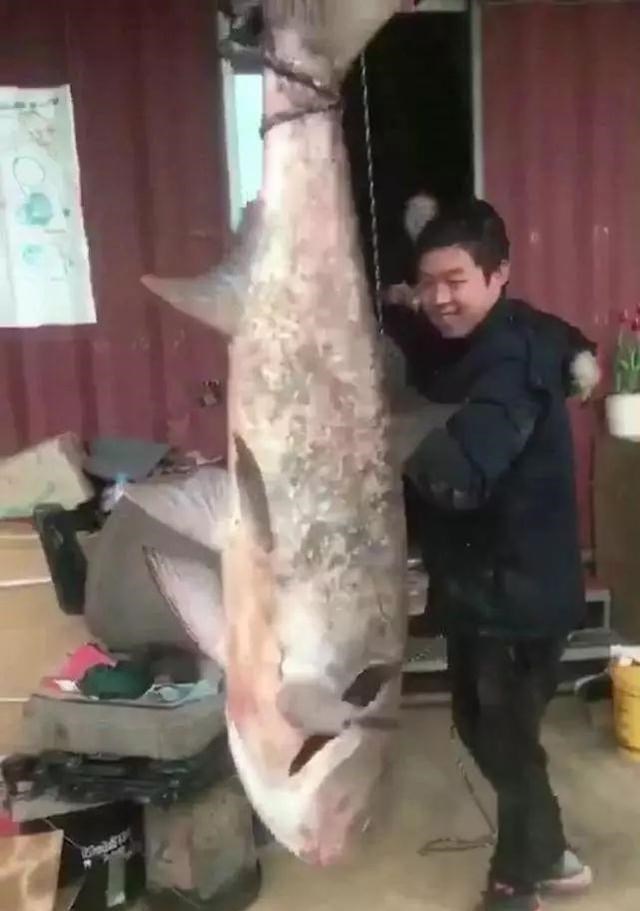 花鲢|300斤的鳙鱼,400斤的青鱼,“四大家鱼”到底能长多大?