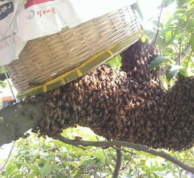 蜜蜂 收回来十二天的野蜜蜂不采花粉，不产卵怎么办？