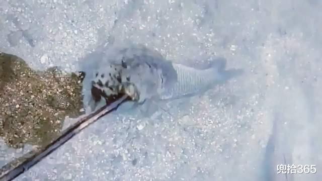 饵料|四川一男子野钓遇见稀罕事，蛤蟆紧紧抱住鲫鱼，钓鱼的心思都没了