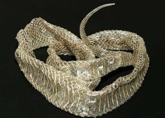 民事诉讼法 女子山里看到黑蛇蜕皮，老人说是好事，半个月后，儿子去世