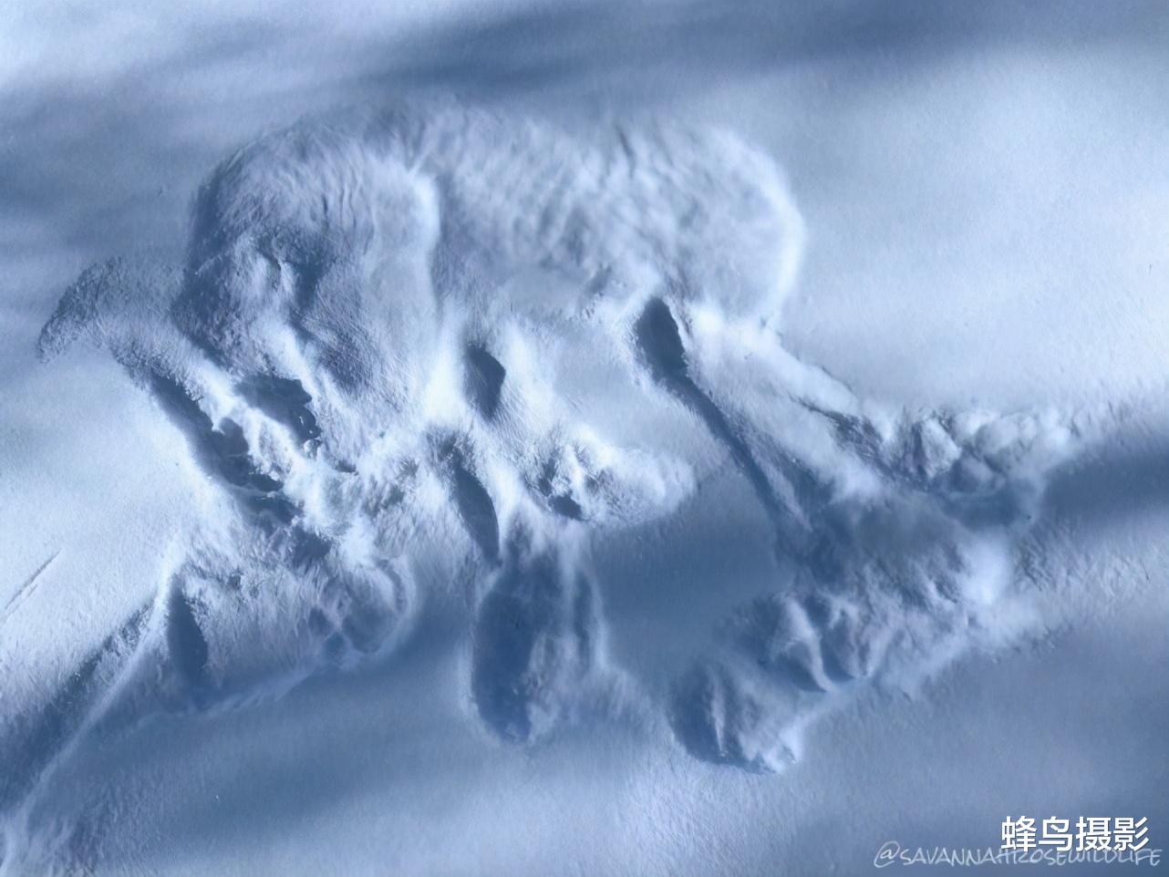 30张罕见的照片,鸟居然可以坐着吃饭,图2这猫是地球生物吗