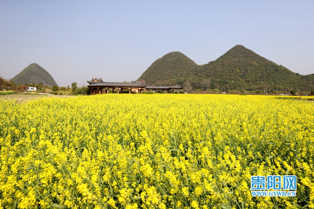 贵阳网 贵州安顺:美丽乡村小河湾 春暖花开引客来