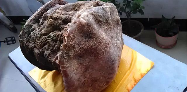 科学家|什么是太岁？不是植物不是动物的一坨“怪肉”，为何能价值百万？