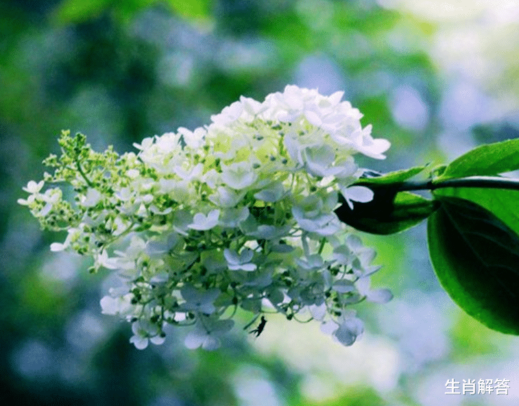 旧爱|8月底，情深意切，心有所属，真情不散，3生肖不忘归处，旧情重燃