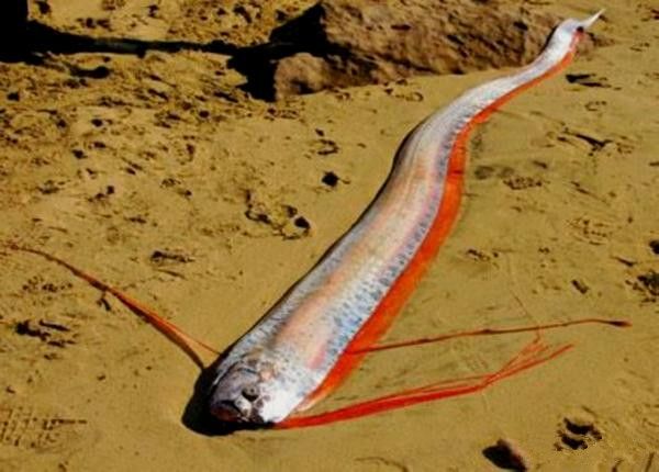 深海“白龙王”被打捞上岸,与太平洋地震有什么联系?