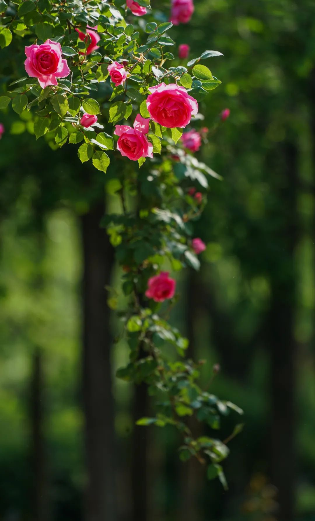 郑州那些事 春季花展“压轴戏”登场！第二十七届月季花展开幕
